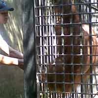 Pemilik Rencananya akan Hibahkan Orangutan ke TSI Prigen
