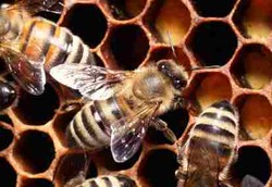Sarang Lebah Madu Dapat Atasi Kanker