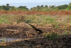 Bertemu Burung Merak di Baluran, Jatim