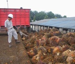 Kaltim Tawarkan Peluang Investasi Industri Sawit ke Jepang