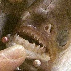 Buru Ikan Piranha, China Tawarkan Hadiah Uang Bagi Warga