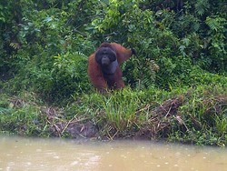 Mengadopsi Orangutan Demi Konservasi, Kenapa Tidak?