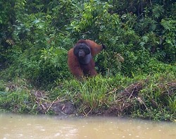 Samboja, Rumah Orangutan di Kaltim