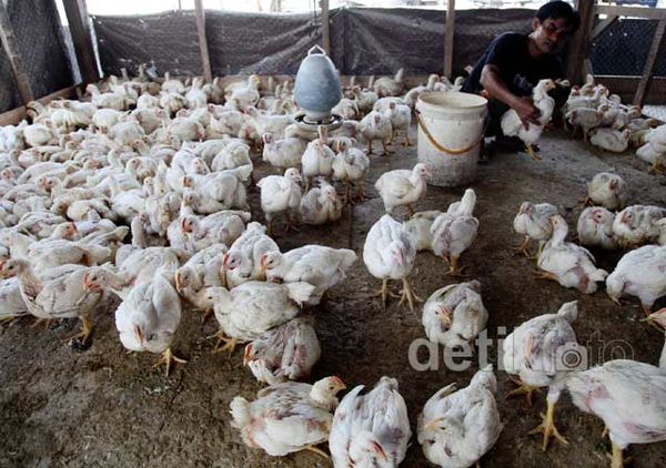 Jelang Ramadan, Harga Ayam Naik