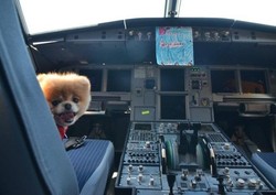 Anjing Terlucu di Dunia Jadi Ikon Virgin America