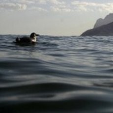 Mengenaskan! Lebih Dari 500 Penguin Mati Misterius di Pantai Brasil