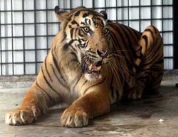 120 Pohon Ditanam di Hutan Kritis Jambi untuk Lindungi Harimau Sumatra