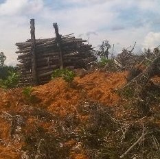 Dishut Kaltim Selidiki Dugaan Ilegal Logging di Kutai Timur 