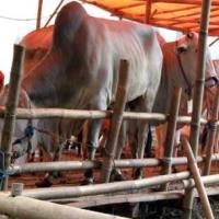 RI Swasembada Sapi di 2014, Importir Daging: Itu Cuma Mimpi