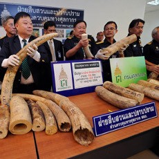 Gading Gajah Selundupan Senilai Rp 6,8 M Disita Polisi Thailand