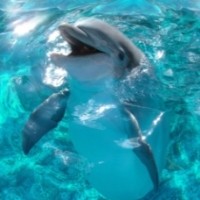 Sirkus Lumba-lumba keliling Jawa & Bali Dinilai Kejam