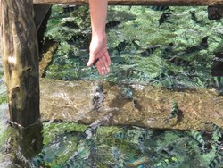 Digigit Ikan-ikan Kecil di Raja Ampat