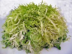 Frisee Lettuce, Selada Segar Untuk Salad