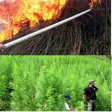 Ini 5 Ladang Ganja Terluas di Indonesia