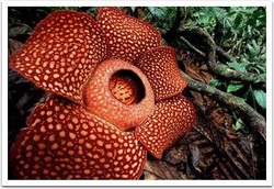 Melihat Bunga Raksasa di Rafflesia Park