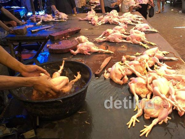 Harga Ayam di Makassar Meroket