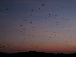 Ini Dia Sarang Batman di Flores