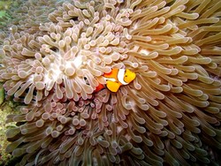 Berkenalan dengan Penghuni Bawah Laut Raja Ampat