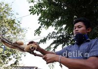 Jual Hewan Kuskus untuk Biayai Hidup Keluarga