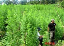 Bawa Ganja 1,5 Ton, Sopir dan Kondektur Truk Dipenjara Seumur Hidup