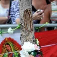 Batang Pohon Bersiluet Bunda Maria Hebohkan New Jersey