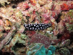 Inilah Kehidupan di Dalam Lautan Raja Ampat