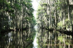 Caddo Lake, Petualangan Ala Dunia Avatar di Texas