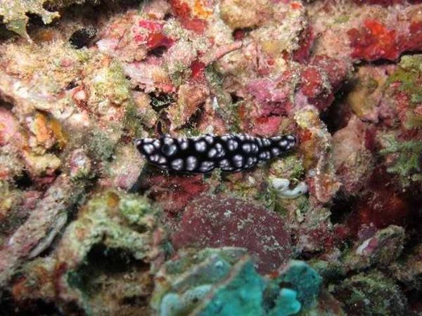 Inilah Kehidupan di Dalam Lautan Raja Ampat