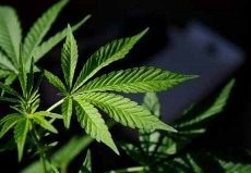 Suami Istri Dibekuk Karena Selundupkan Ganja Saat Besuk ke LP Kerobokan