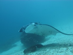 Bertemu Sang Primadona Raja Ampat
