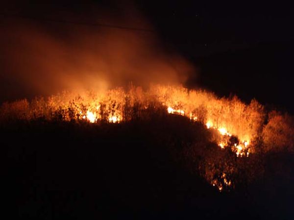 Hutan di Situbondo Terbakar