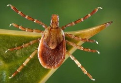 Gigitan Kutu yang Bisa Bikin Orang Jadi Vegetarian