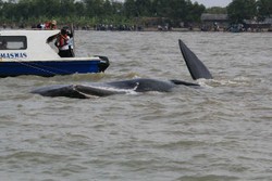 Bantuan Pertamina & Pelindo Ditunggu untuk Selamatkan Paus di Karawang