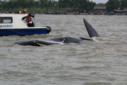 Pelindo Siap Luncurkan Tugboat untuk Selamatkan Paus di Karawang