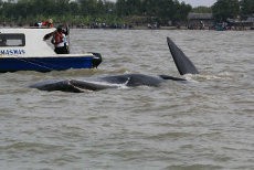 Dikelilingi Kapal Motor Nelayan, Paus Terancam Bingung & Stres