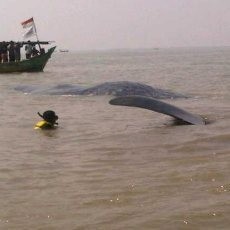 Berharap Ada Mukjizat, Evakuasi Paus Terdampar Kembali Dilakukan Pagi ini