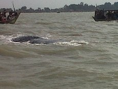 Paus Terdampar, Nelayan Pantai Pakis Jaya Raup Ratusan Ribu Rupiah