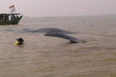 Nyungsep di Pasir, Paus Sempat Kelilipan dan Dibersihkan Penyelam