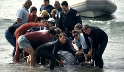 4 Kisah Penyelamatan Paus yang Mengharukan