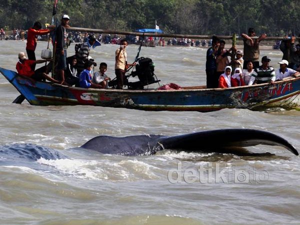 Paus Yang Terdampar Jadi Tontonan