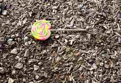 Kuman Sudah Menempel Meski Makanan Baru Jatuh 5 Detik