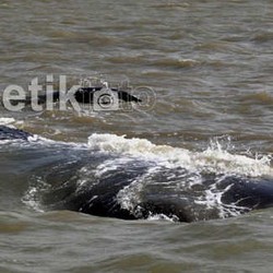 Paus Harus Dapat Dievakuasi Sejauh 1,5 Km untuk Bisa Bebas di Lautan