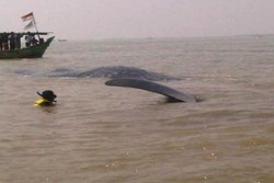 Usai Berhasil Evakuasi Paus, Tangisan Tim Penyelamat pun Pecah