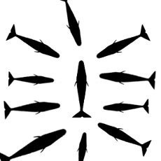 Paus Sperma dan Formasi Marguerite