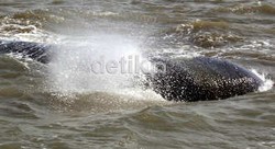  Koordinator Satwa Liar: Paus Terdampar Karena Aktivitas Pengeboran Pantai