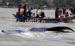 Horee!! Paus di Karawang Berhasil Dievakuasi ke Laut Lepas