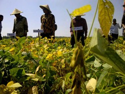 Bos Bulog Siap Turun Tangan Stabilkan Harga Kedelai