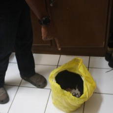 Ibu Ini Masukkan Bayi yang Baru Dilahirkannya Dalam Ember Cucian