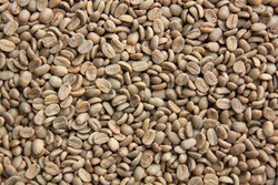 Wamena, Penghasil Kopi Terbaik di Dunia!