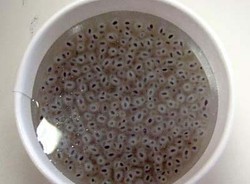 Khasiat Hebat si Mungil Biji Selasih